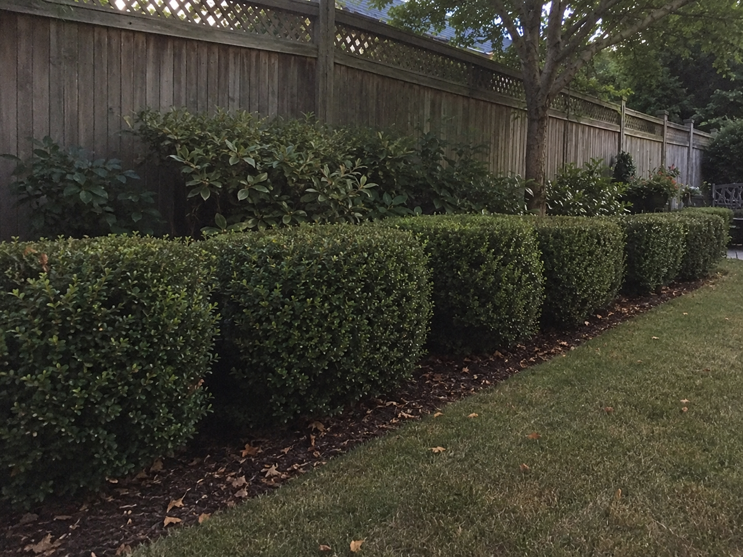 Privacy Hedge Border